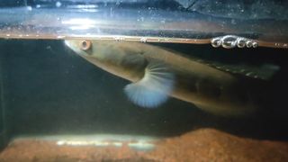 PREDATOR FISH CHANNA MARU YS INDONESIA