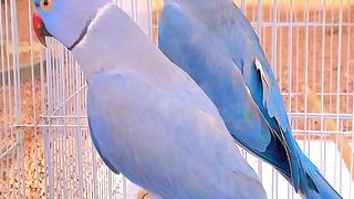 Blue parrots