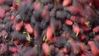 Shahtoot_Malai_Making_In_Hyderabad_Rs._100_-_Only_%23hyderabadfood_%23shorts(480p).