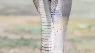 "Enchanting Cobras Unveiled: Unraveling the Secrets of Nature's Most Mesmerizing Serpents!"