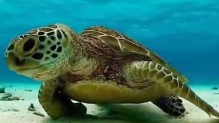 "Enchanting Turtles Unveiled: Journey into the Wonders of Nature's Most Captivating Shelled Wonders!"