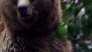 Bear ???? in the jungle