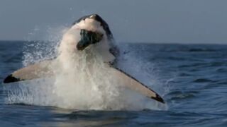 Great white shark grabs seal - amazing HD Quality footage - Must See