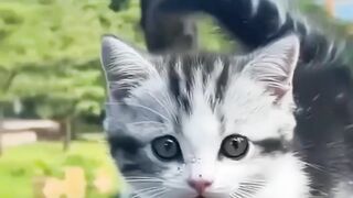 Cute cat meoy