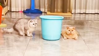 Smart cat 5