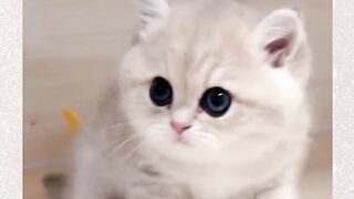 Kucing imut part 7