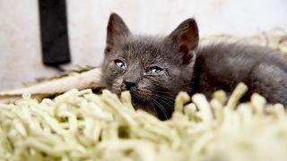 A cat video 6