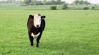 Big Cow
