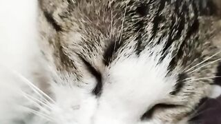Sleeping cat 8
