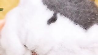 This is not just for me to touch! It's just my dream cat