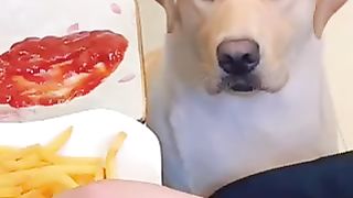 Funny dog 37