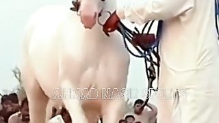#world#best#beutiful#horses#dancer#of#pakistan