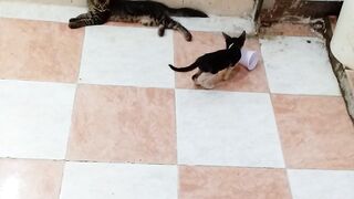Two funny kitty