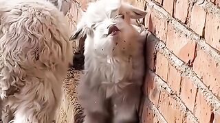 Goat ???? babyz funny