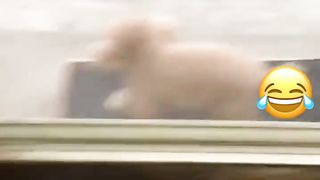 Funny Animals #04