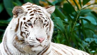 Beautiful Tigers | Nature Calm | Nice Nature | Wild Animal
