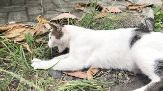 Cat play 3