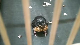 [NEW] Sleepy Bird