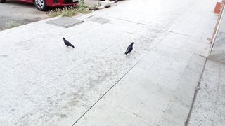 Two sweet lovebird pigeons