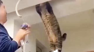 Funny Cats And Dogs | Funny Animals Videos 2023