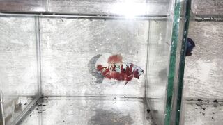 Ikan cupang 3