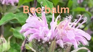 Pollinator-Friendly Flowers