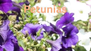 Hanging Basket Beauties