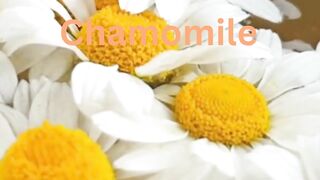 Medicinal Tea Flowers