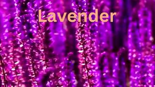 Soothing Fragrance Beauties