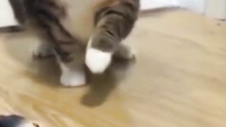 funny animals video #3