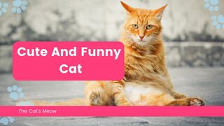 Cute and Funny Cat Videos Compilation 2