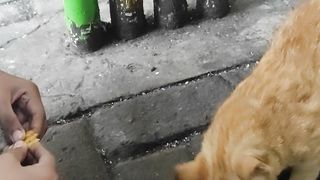 Cat eats by ntas76