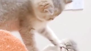 Funny cat 191