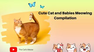 Cute Cat and Babies Meowing Compilation