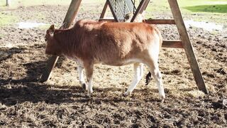 Big Cow 2