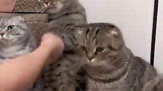Cat clapping party held