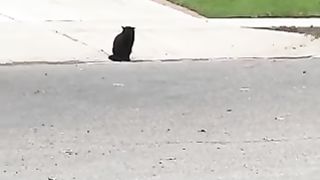 Cats staring at each other from a long distance