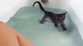 Cat in the bathtub