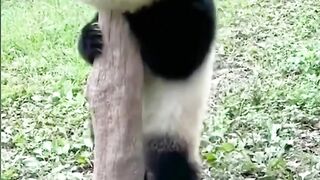Panda Cute