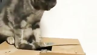 Cat pushing back cat out of box