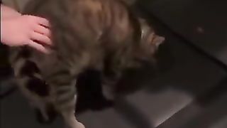Cats that don't stick to a diet