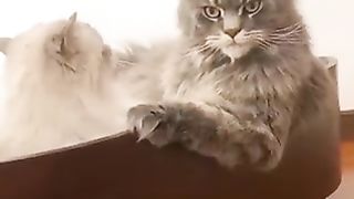 Too handsome cat
