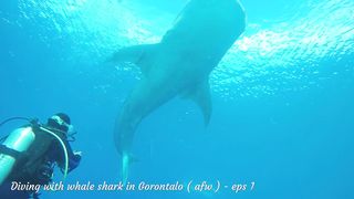 Diving Whale Sharks in Gorontalo - Indonesia