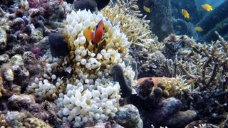 Amazing Raja Ampat Snorkeling