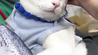 FUNNY FATS VIDEOS (VIRAL)