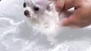 Cute dog 15