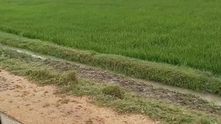 Desi life