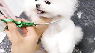 Cute dog 16