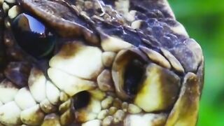 The only snake that dies by touching his mouth to his body