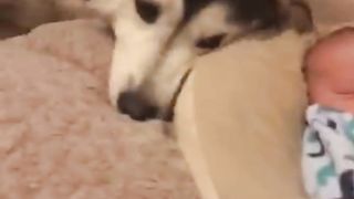 Husky & baby
